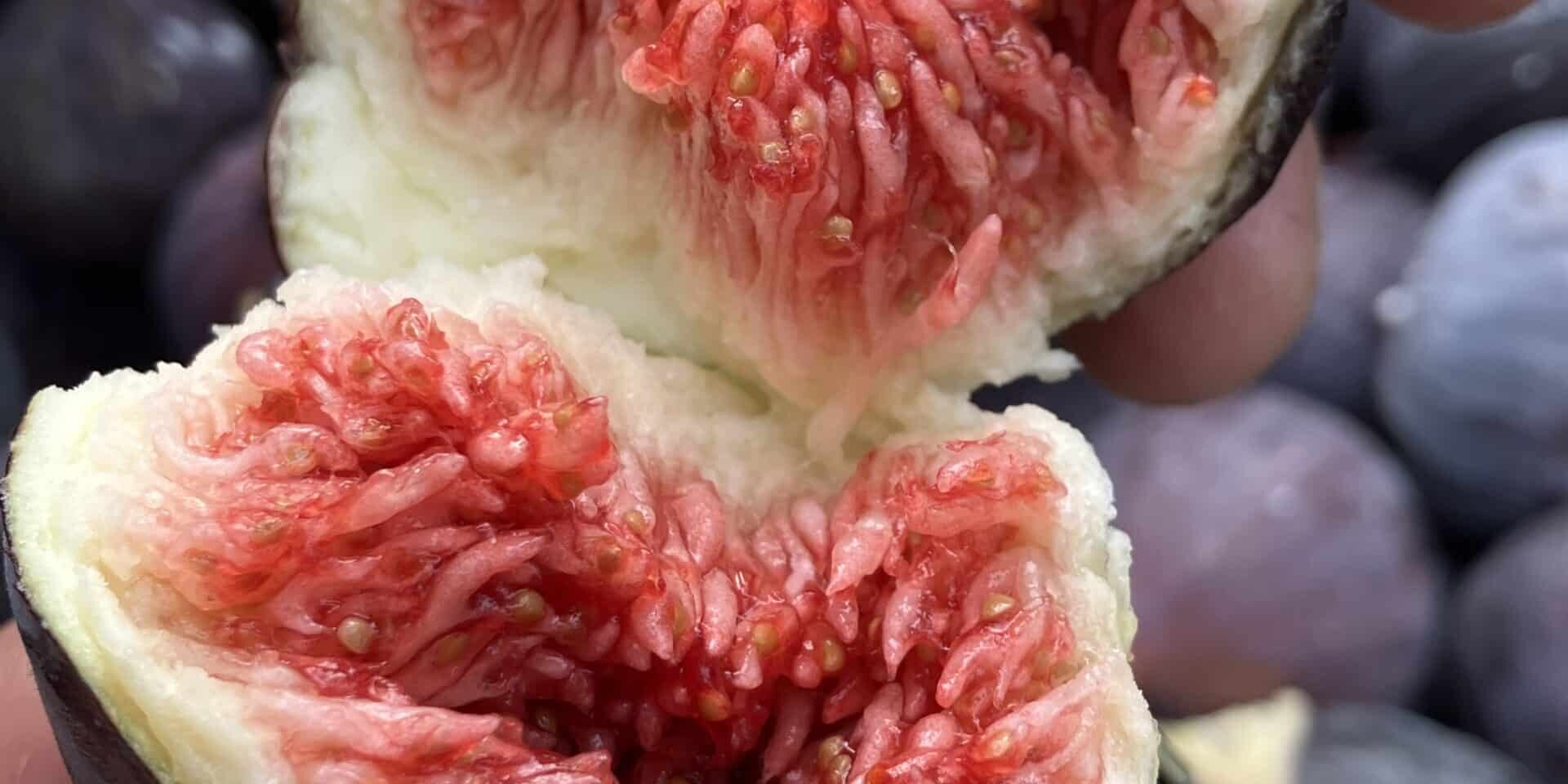 IMG_2418 soly import fruits