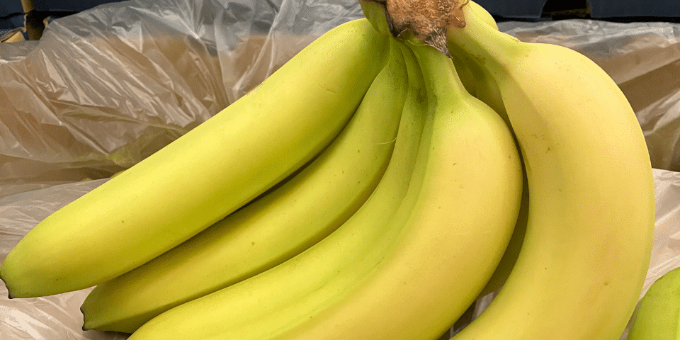 c'est de siason soly