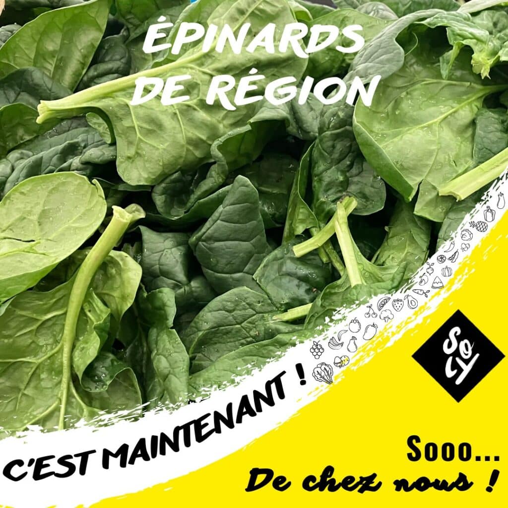 La saison du légume vert concentré en fer est lancée avec les épinards de la Région Auvergne-Rhône-Alpes