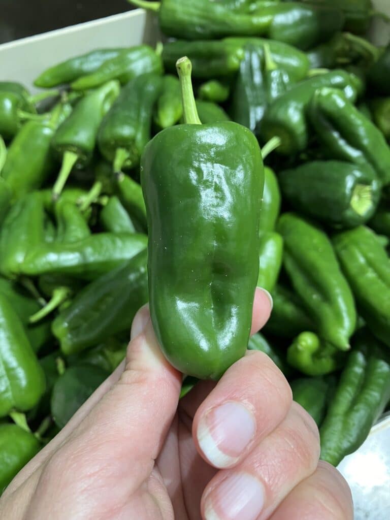 Pour toujours plus de diversité, 3 nouvelles références, cultivées en France sont proposées chez SOLY Marché. De quoi relever la saison estivale !